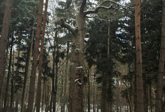 Lesníci ve středních Čechách letos ošetřili 11 památných stromů