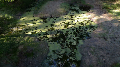 PŘÍRODNÍ REZERVACE SMRAĎOCH