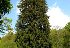 Výzva pro lesníky i veřejnost: Praha hledá vánoční strom, dejte svůj tip