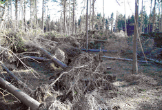 Přijdou lesy na Vítkovsku o smrky?