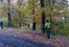 Lesy ČR daly od dubna do října práci 290 nezaměstnaným