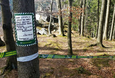 Jesenické sokoly hlídají ochránci přírody i lesníci