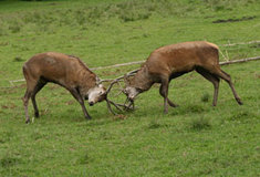 Rozhovor s Antonínem Říhou, finalistou fotografické soutěže Rok v lese