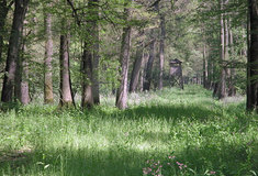 Lesy ČR činí opatření proti suchu: Vodní kanály v oboře Soutok zaplní voda z Nových Mlýnů