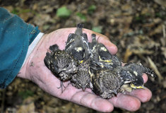 CO SE DĚJE V PTAČÍCH BUDKÁCH aneb PŘÍPAD BUDKY Č. 407