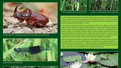 KOLEM KOCHÁNOVICKÝCH RYBNÍKŮ