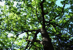 V boji proti kůrovci pomůže výměna pozemků Lesů ČR a Vojenských lesů a statků ČR