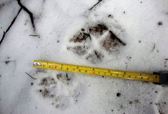 V Jeseníkách žijí rysi i vlci, ukázal výzkum