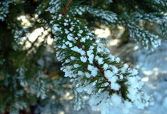 Prevence krádeží vánočních stromků