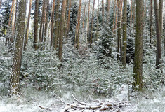 Lesy ČR opět chystají vánoční stromky dětem