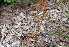 Problematika sucha a zalesnění