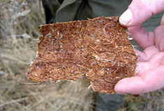 Extrémní sucho na severní Moravě stromy oslabilo a stále trvá