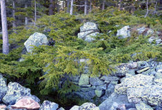 Pozvánka do přírodní rezervace Suchý vrch