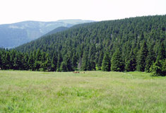 Obnovení pastvy skotu na horských loukách u Švýcárny