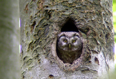 Lesy ptákům, ptáci lesům