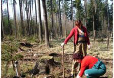 Lesnické společnosti předložily 80 nabídek v dodatečně vypsaném tendru na 10 územních jednotek