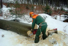 Lesnické tendry 2017+ vyhlásily Lesy ČR