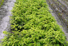 Daniel Szórád: Lesnický tendr 2017+ skončil, smlouvy jsou podepsány