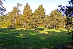 Historie výskytu tetřevovitých ptáků na lounském Podlesí