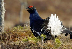 Do Krušných hor se vrací tetřívek obecný, lesníci chystají další projekt