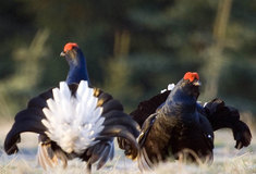 Lesy ČR aktivně podporují populace vzácného tetřívka v Jizerských horách