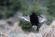 Tetřívků ubývá, lesníci upravují horské biotopy