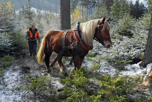 Těžba dřeva pro Libušín 2016