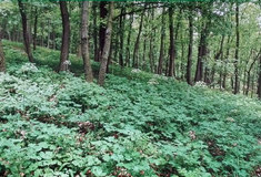 Timoj trojlaločný – nenápadný unikát