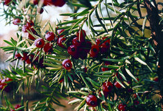 Lesy ČR: stromem roku 2012 je tis