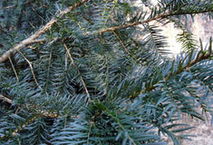 Vzácné dřeviny na LS Znojmo