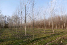 Rychle rostoucí dřeviny