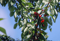 Třešeň ptačí – zajímavá a mnohdy opomíjená dřevina lesa