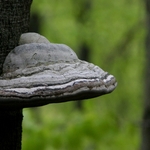 troudnatec-kopitovity