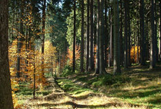 Tržní ceny za dřevo přinesou v příštím roce rekordní tržby