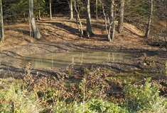 Obojživelníci obývají v Železných horách pět nových tůní