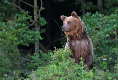 Rok zase uběhl jako voda aneb co přinesl milovníkovi přírody a focení rok 2016
