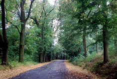 Ošetření významných stromů v přírodní rezervaci U doutné skály na LS Znojmo