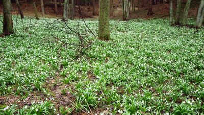 Lesnická naučná stezka U Mlejna