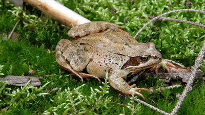 Lesnická naučná stezka U Mlejna