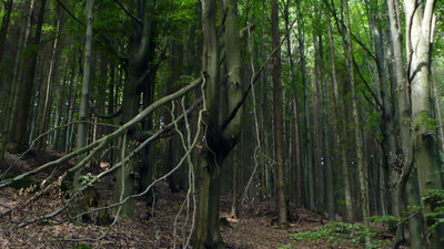 Údolím Skuhrovského potoka