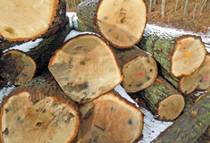 Stopy války v lese