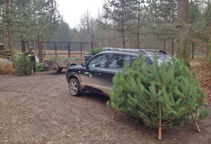 Lesníci zdarma rozvážejí do dětských domovů, nemocnic i azylových domů vánoční stromky dětem