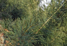 Lesníci zdarma rozvážejí dětem 408 vánočních stromků