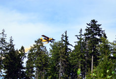 Začaly se vápnit lesy na Javořici