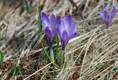 Spolupráce Lesů ČR a ČSOP na Valašsku přináší bohaté ovoce
