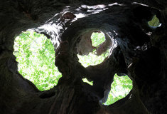 Velký javor Lesů ČR na Třebíčsku aspiruje na vítězství v anketě Strom roku 2010