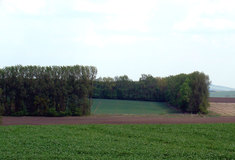 Větrolamy a lesní správa Bučovice