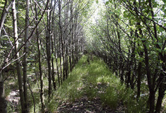 Počátek zásadní obnovy větrolamů na Znojemsku