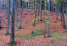 Představení revíru Vlčice