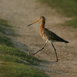 vodous-rudononohy-01